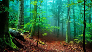 Forest trail fog trees background - fog in the air free wallpaper