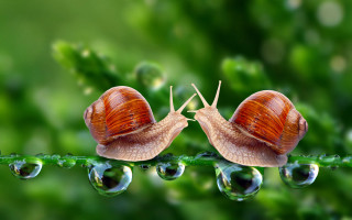 Two snails green leaf water - surface free wallpaper for desktop