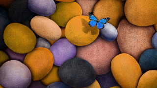 Blue butterfly rocks surrounded stones - a blue butterfly free wallpaper