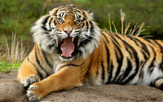 Tiger yawns rock grass dirt - a tiger free wallpaper for desktop