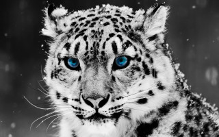 Snow leopard blue eyes snow - a snow leopard free wallpaper