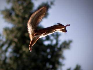 Squirrel flying air tail extended - in the foreground free wallpaper