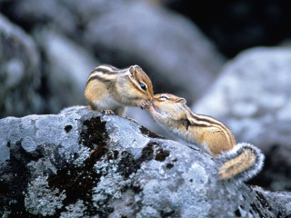 Chipmunks on rock together small - a rock together free wallpaper