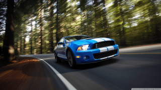 Blue car driving road forest 7 - tall tree free wallpaper