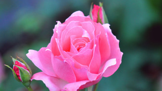 Pink rose garden macro blossom - a garden free wallpaper