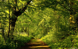 Dirt road forest path bench 2 - lot free wallpaper