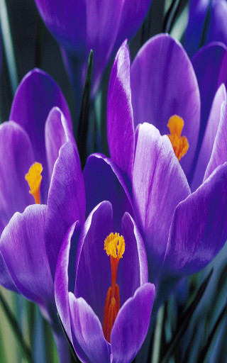 Purple flowers yellow centers green 3 - free spring wallpaper for mobile