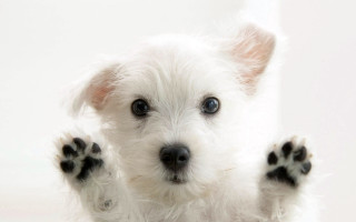 Small white dog paws up 5 - a small white dog free wallpaper
