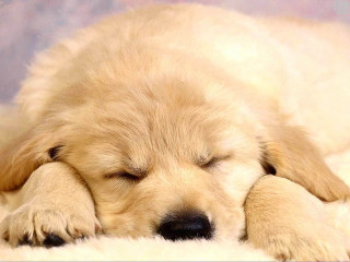 Puppy sleeping fluffy white adorable - his eye free wallpaper