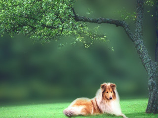 Dog laying grass tree park - environmental free wallpaper for desktop
