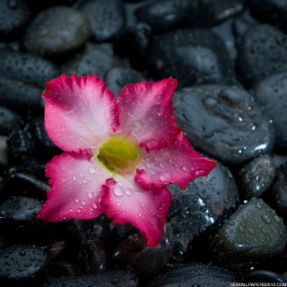 Pink flower black rocks water 2 - free nature wallpaper for tablet