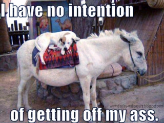 White horse dog back caption - a white horse free wallpaper