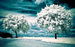 Trees snow cloudy sky background - a couple of trees free wallpaper
