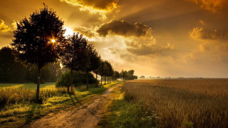 Dirt road trees grass sunset 4 - sun free wallpaper for desktop