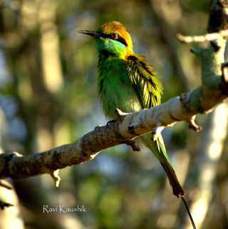 Small bird branch tree sunlight - animal photography free wallpaper for tablet
