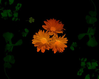 Black background orange flowers green - orange flower free wallpaper for desktop