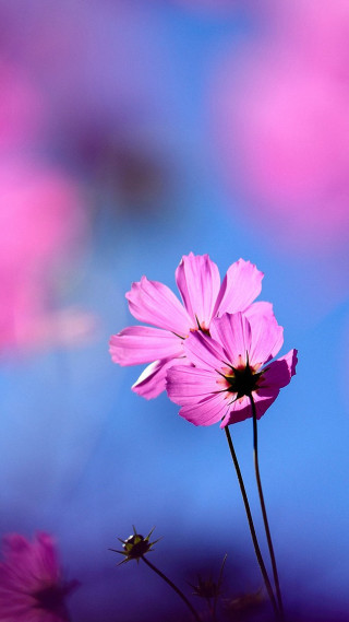 Pink flower blue background blurry - a blurry image free wallpaper