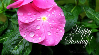 Pink flower water droplets happy - petal free wallpaper