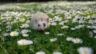 Hedgehog walking field daisies scattered - scattered free wallpaper