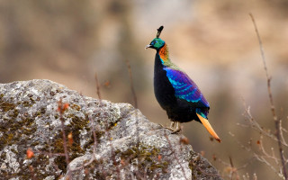 Colorful bird rock woods vivid - rich vivid color free wallpaper