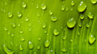 Green leaf water drops background 2 - a green leaf free wallpaper