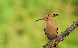 Bird long beak branch tree - flemish free wallpaper