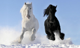 Horses running snow sunny blue - two horse free wallpaper