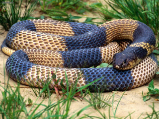 Blue brown snake curled grass 3 - snake free wallpaper