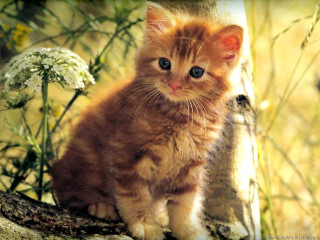 Kitten tree branch grass flowers - a small kitten free wallpaper