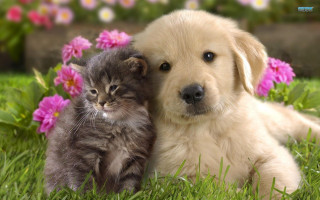 Puppy cat laying grass together - adorable free wallpaper