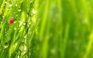 Ladybug grass dewdrops blade nature - a green grass free wallpaper