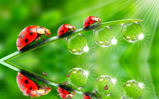 Ladybugs green leaf water droplets - macro art free wallpaper