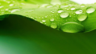 Green leaf water droplets macro 4 - a close up free wallpaper