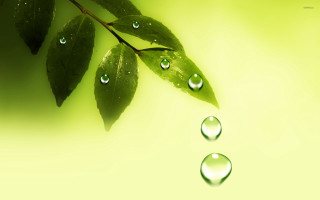 Green leaf water drops yellow - a green leaf free wallpaper