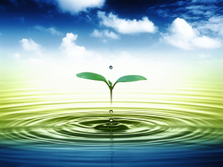 Plant growing water ocean blue - growing free wallpaper