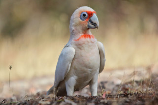 White red bird grass dirt - top of a field free wallpaper