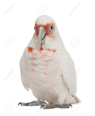 White parrot red beak blue - free bird wallpaper for mobile