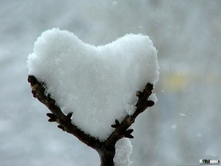 Heart shaped snow branch blurry - a branch in the snow free wallpaper
