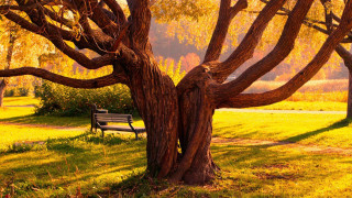 Bench tree park grass trees - yellow leaf free wallpaper