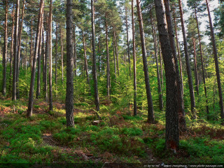 Forest trees green grass bushes 2 - free forest wallpaper