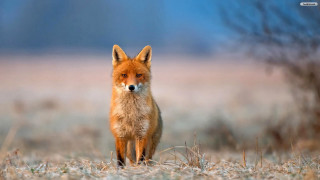 Red fox field grass blurry - a red fox free wallpaper