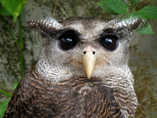 Big eyes bird leafy background - a rock wall in the background free wallpaper