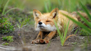 Small fox laying grass looking - a small fox free wallpaper