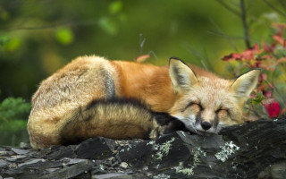 Fox sleeping rock forest flowers - a fox free wallpaper