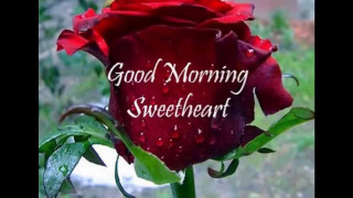 Red rose good morning sweetheart - the petal free wallpaper