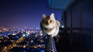 Cat building night city lights - city free wallpaper