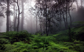 Forest green plants trees foggy - lot free wallpaper for desktop