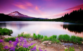 Mountain lake purple flowers distant - a lake in the foreground free wallpaper