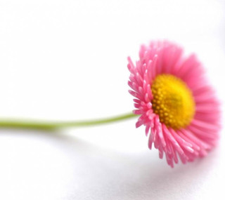 Pink flower yellow center white - a yellow center free wallpaper for tablet