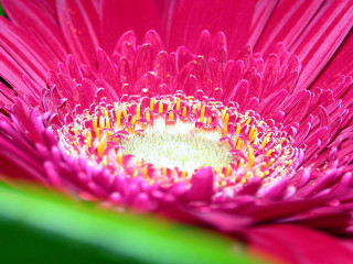 Pink flower green stem yellow - a green stem in the background free wallpaper